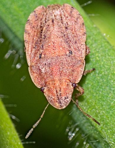 Sciocoris sulcatus